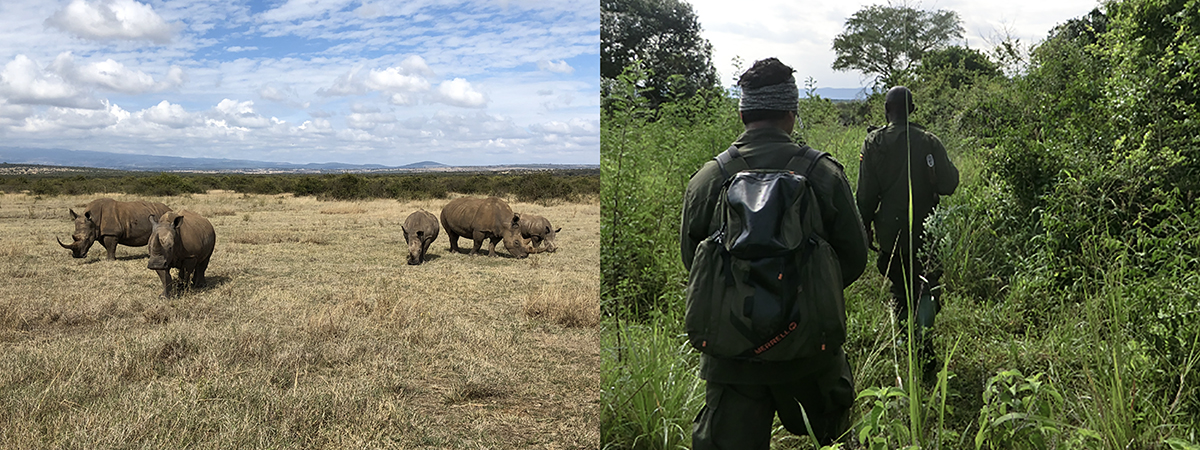 rhinos, people walking through bush vegetation