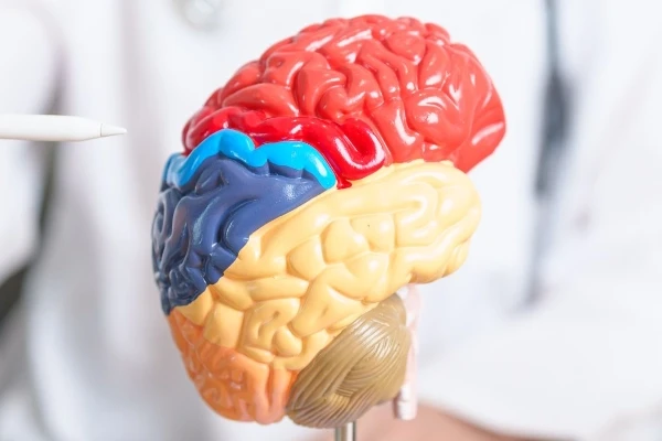 Brain model